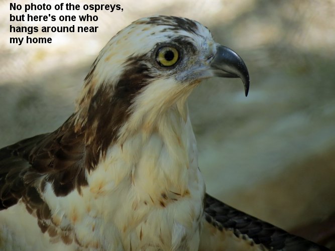 Oscar the Osprey